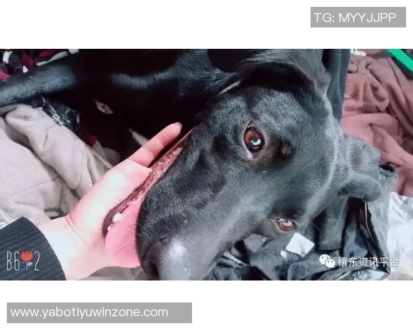 重金悬赏一万美元寻找拉姆塞走失爱犬希望尽快寻回爱宠 重金悬赏一万美元寻找拉姆塞走失爱犬希望尽快寻回爱宠